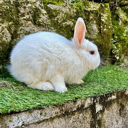 Casa Rural, “el Andador”